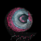 Confocal microscope image of a Drosophila optic lobe labeled with DSHB antibody C17.9C6 (white). PMID: 30794154, Fig. 1B.